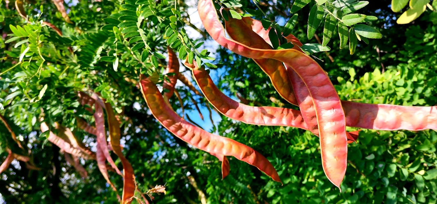 Thornless Honey Locust Seeds (12 Seeds) - Gleditsia triacanthos, Drought-Tolerant, Fast-Growing, Shade Tree Seeds