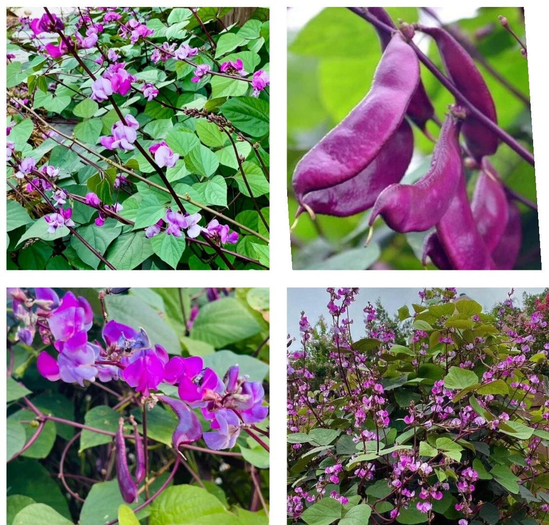 Bataw Seeds - 15+ Purple Moon Hyacinth Bean Seeds - Lablab Purpureus