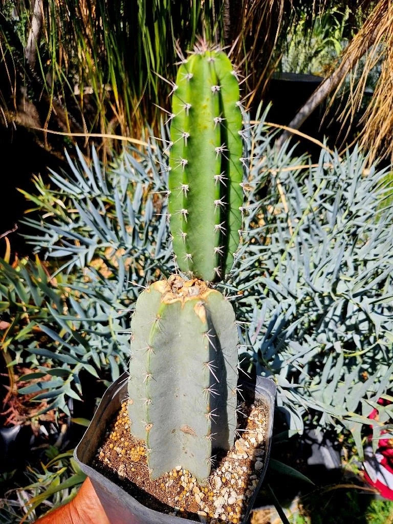 fat succulent plant Armatocereus Mataranus Cutting, Fat Rooted with New Growth, Succulent Plant,  Unique Cactus Variety – Jayme Garden