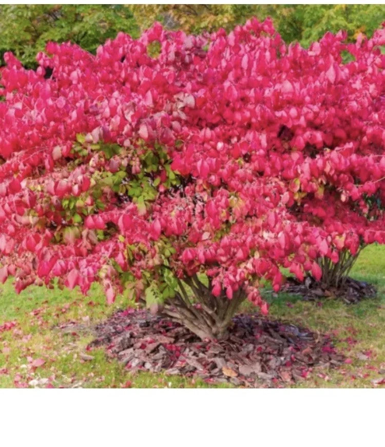 Burning Bush Shrubs For Sale