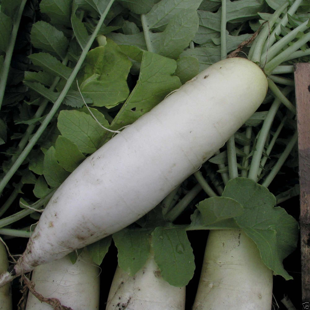 Radish Seeds - Japanese Minowase Variety - Fresh Vegetable Seeds - Raphanus sativus