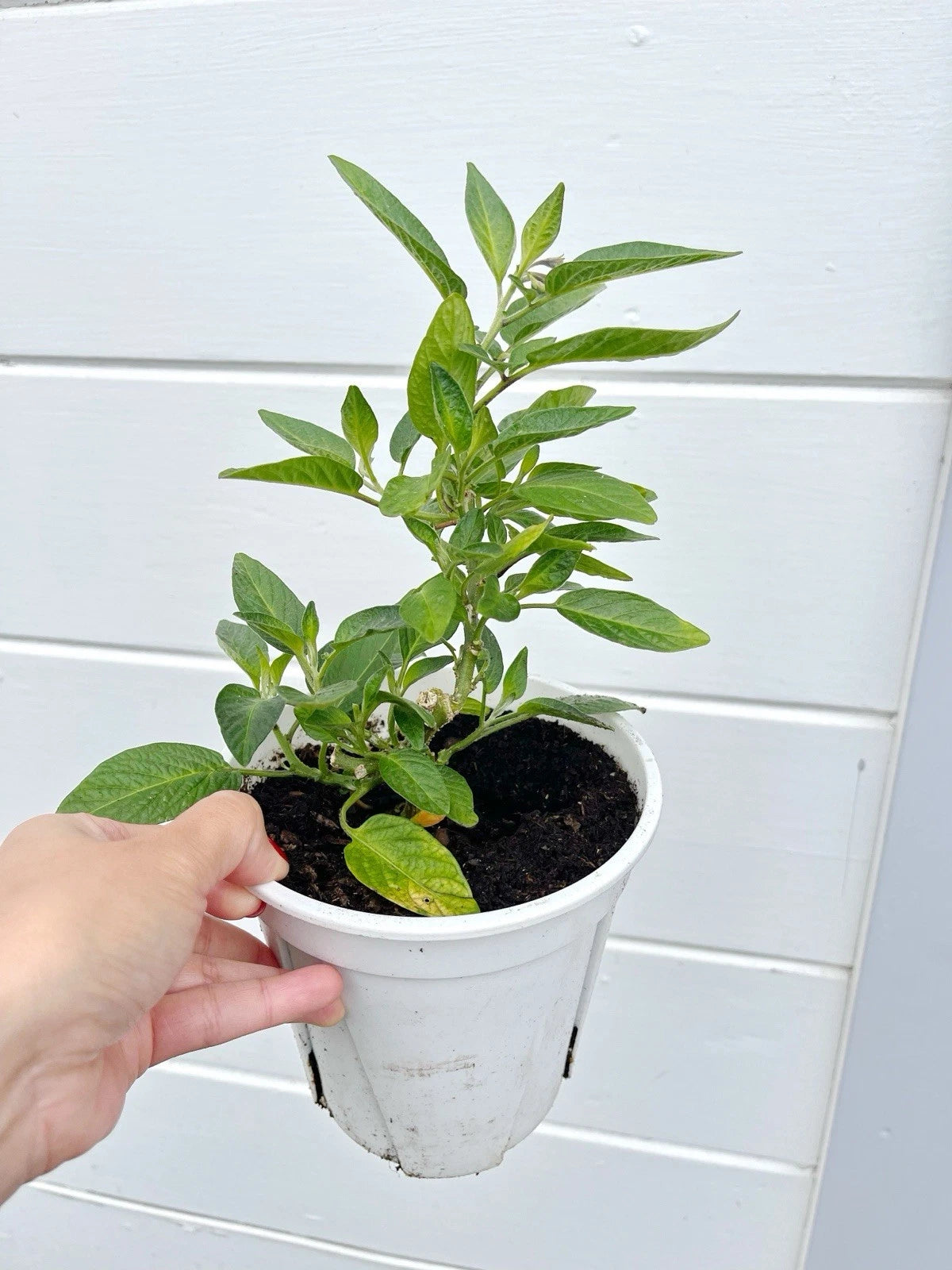 melon plant pot Pepino Melon Plant 10" Pot