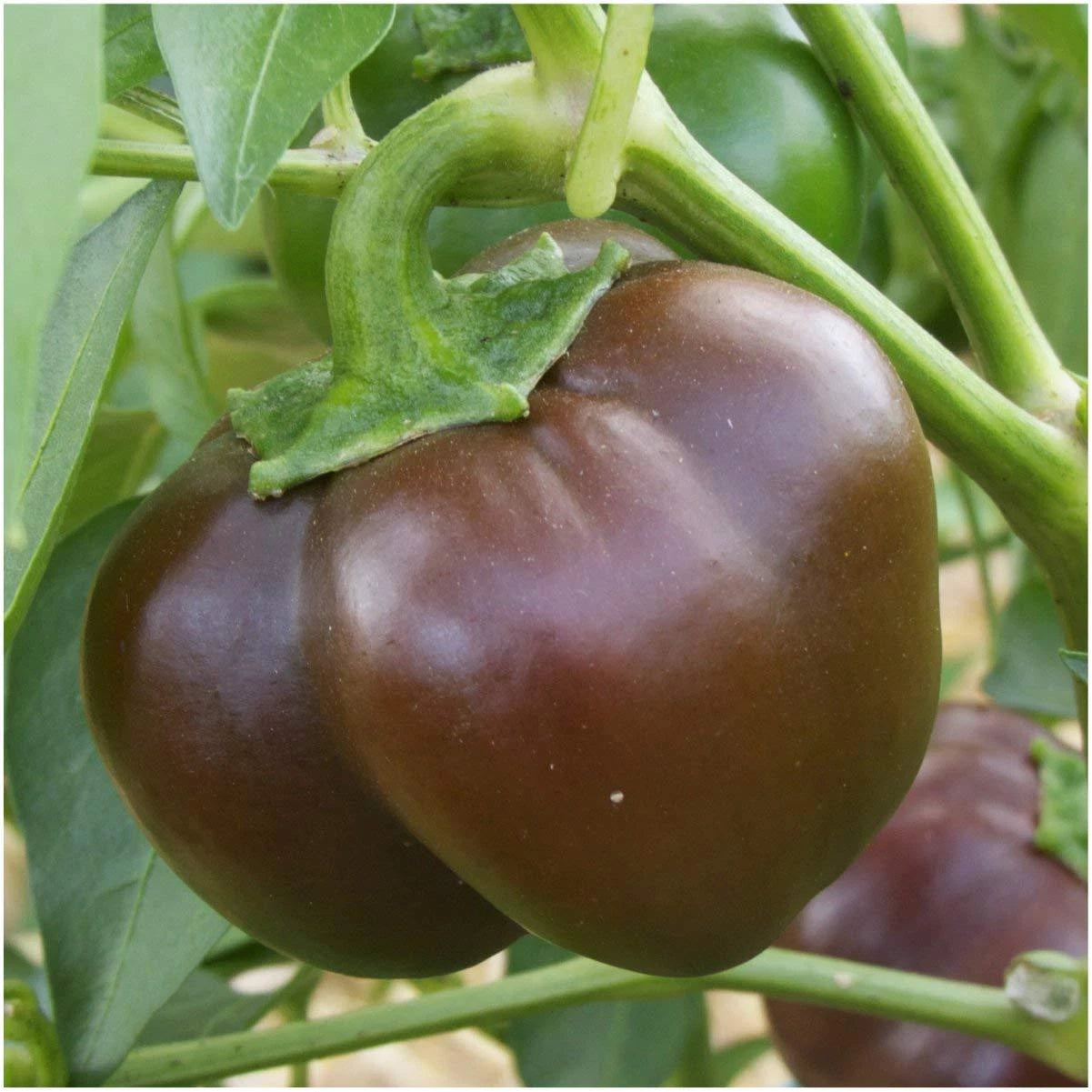 Chocolate Beauty Bell Pepper Seeds, NON-GMO Heirloom, Various Sizes, Capsicum annuum, Free Shipping