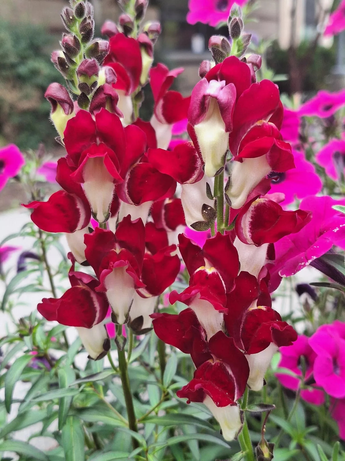 anthurium majus Snapdragon Seeds - 200 Count - Deep Red with White Throat