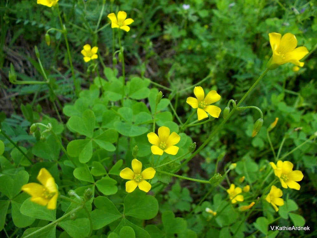 500+ Organic Yellow Wood Sorrel Seeds - Lemon Clover (Oxalis stricta) - 2025 Harvest