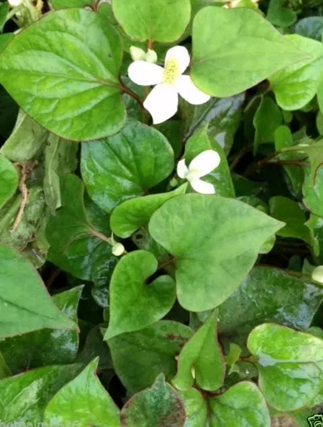 Houttuynia Cordata Plants - 10 Bare Root Fish Mints