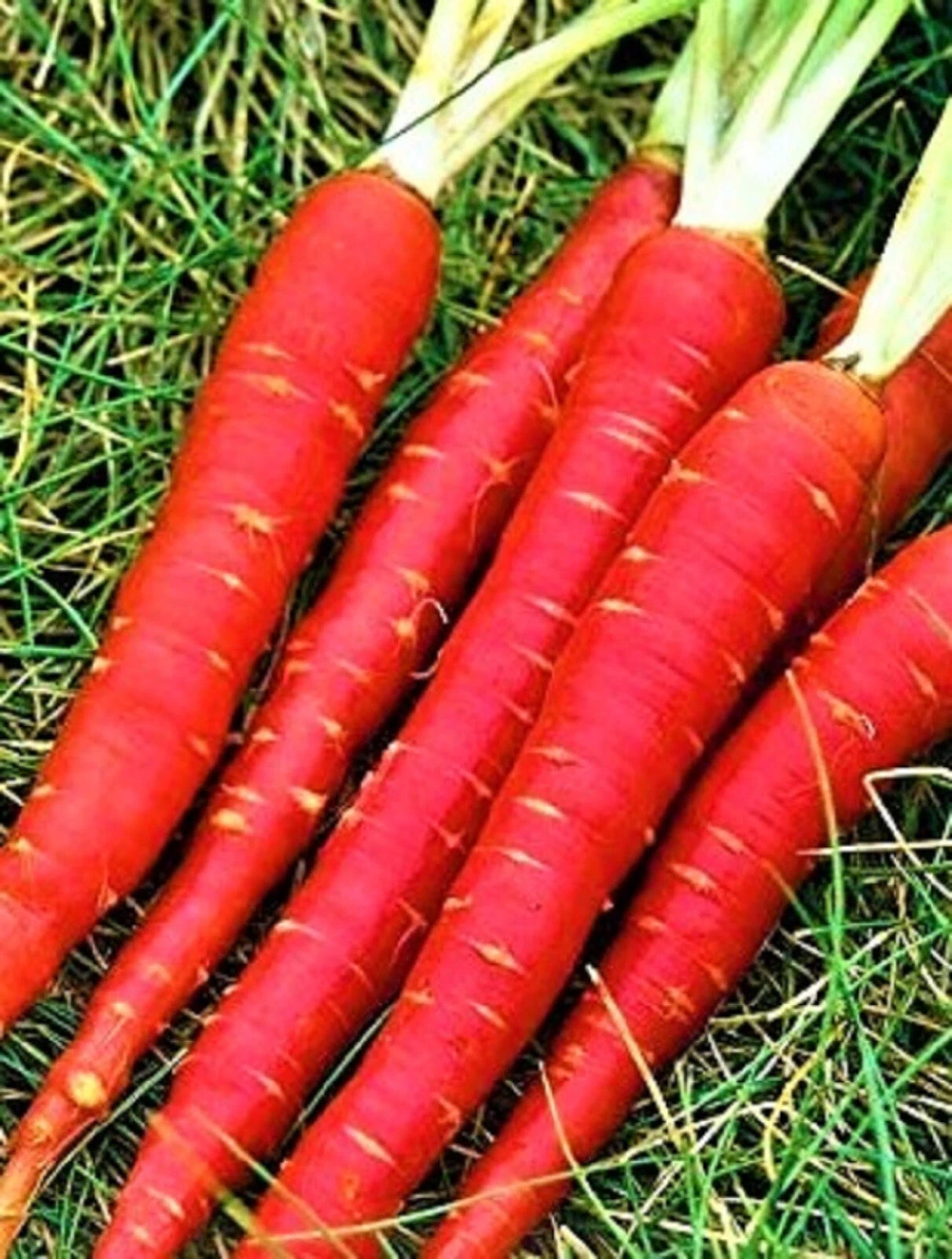 Atomic Red Carrot Seeds - 300+ Non-GMO Seeds - Daucus carota - Heirloom Vegetable Garden Seed