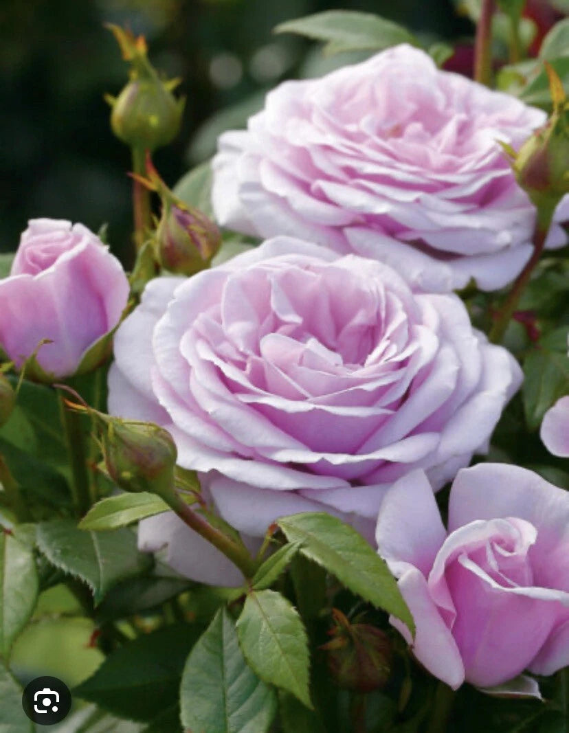 5 Baby Pink Fragrant Cuttings, 6 Inch Long, Ideal for Propagation, Perfect for Gardening, Indoor or Outdoor Use