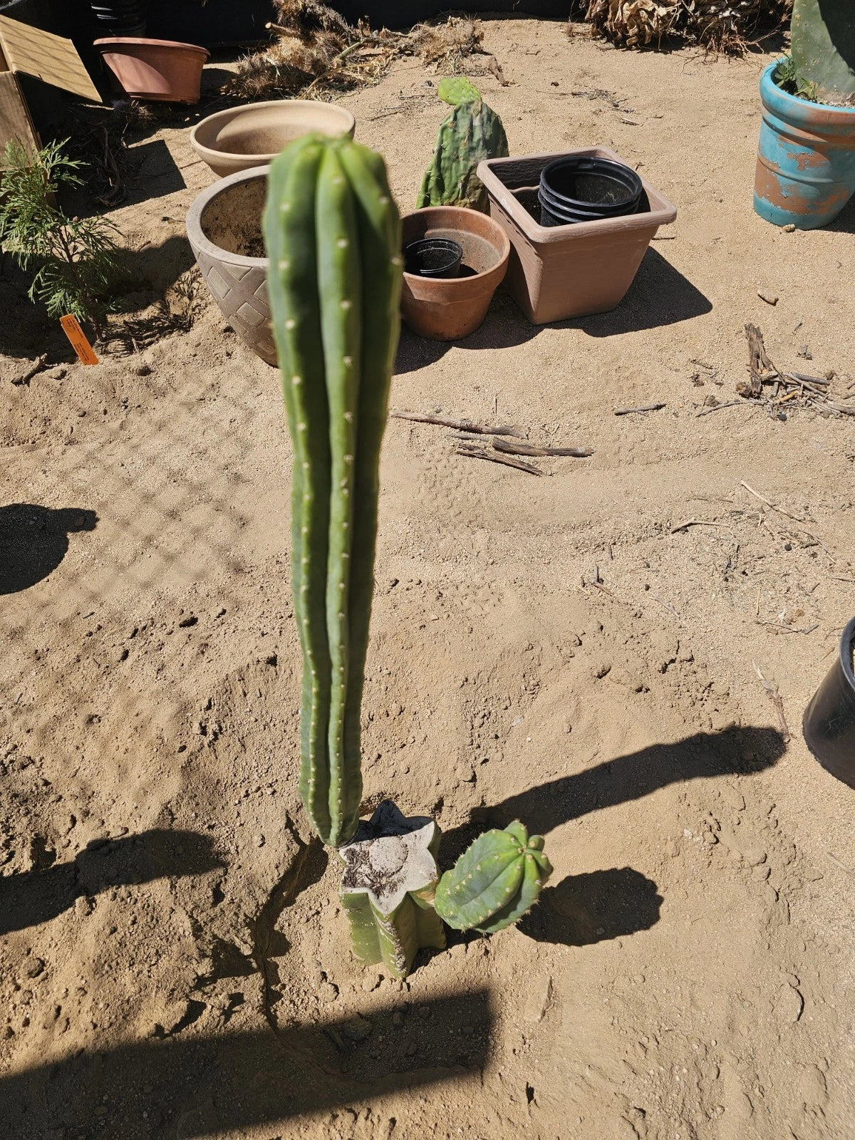 columnar succulents Green Columnar Cactus 8" Branch