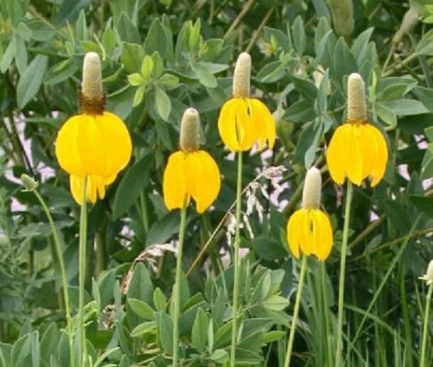 echinacea growing from seed Long Headed Coneflower Seeds (100 Seeds)
