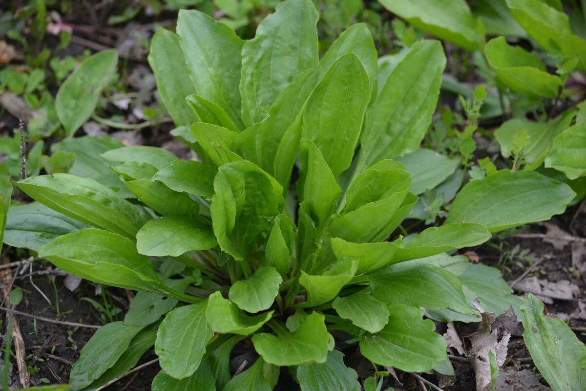 Plantain Herb Seeds 250+ Count, Medicinal Perennial, Heat Tolerant, Plantago Major, USA