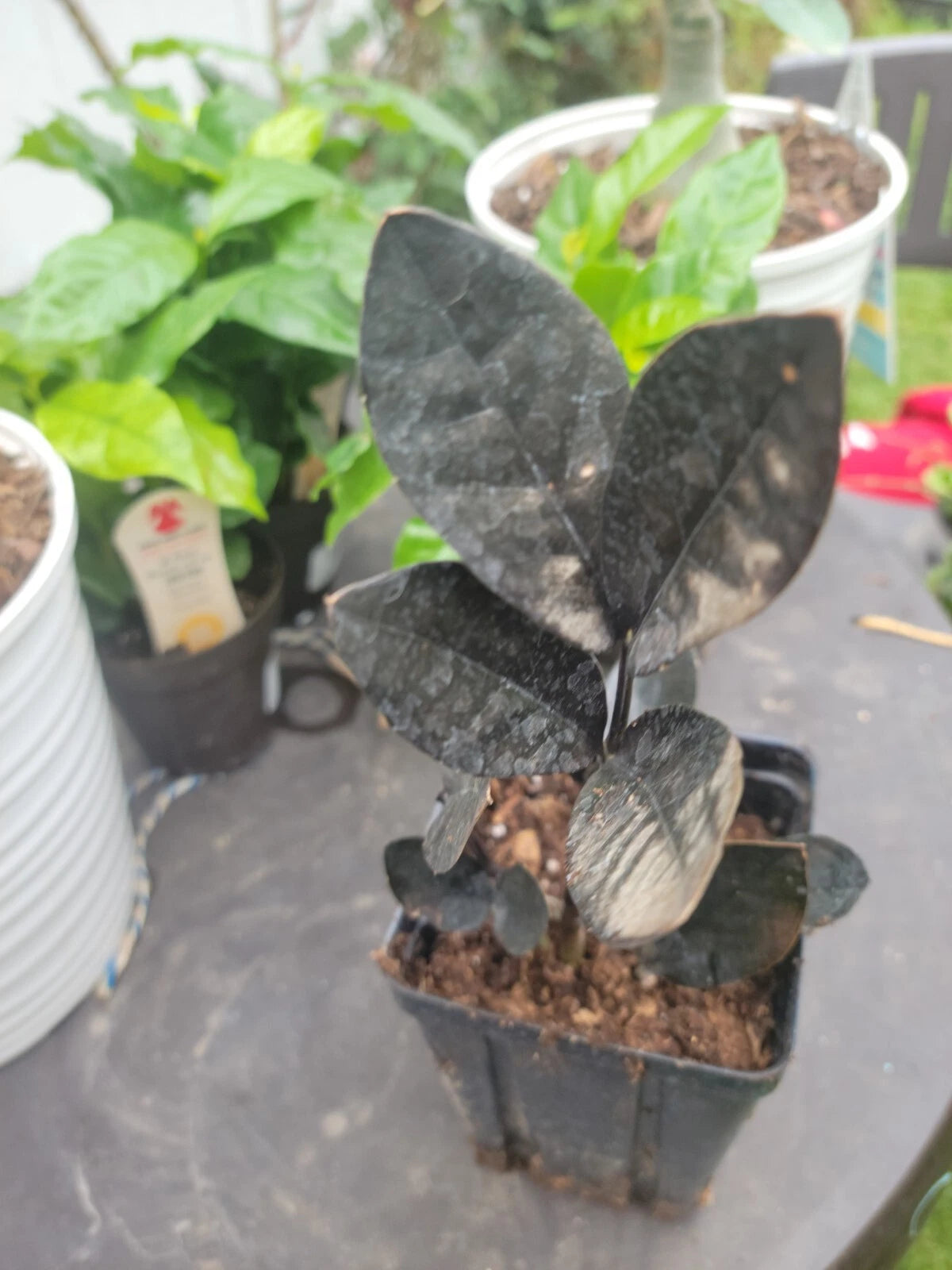 Black Raven ZZ Plant LIVE 4" Pot Rare Zamioculcas Zamiifolia Houseplant