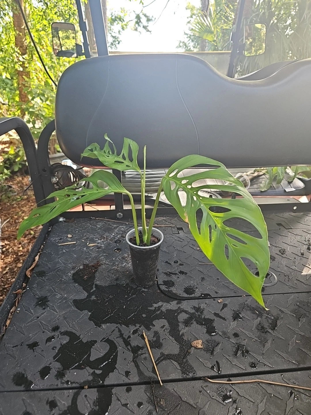 monstera adansonii mature form Monstera Adansonii Live Plant - Mature Top Cutting - 3" Pot