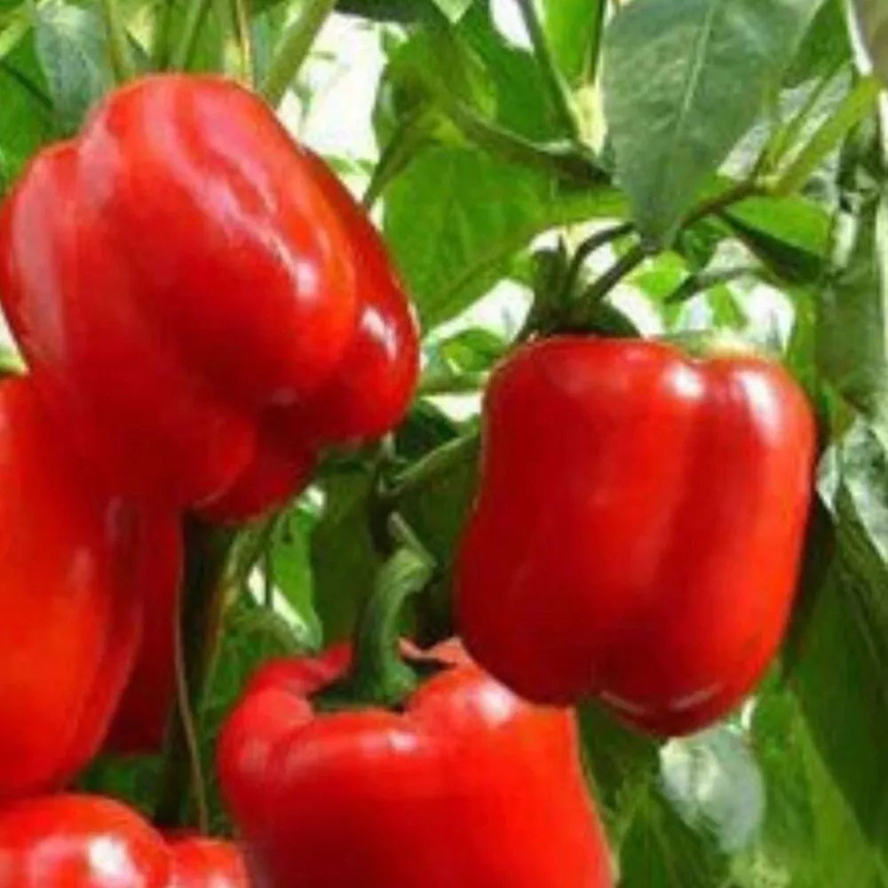 Big Red Sweet Pepper Seeds | Heirloom NON-GMO | Fresh Garden Seeds | Capsicum annuum