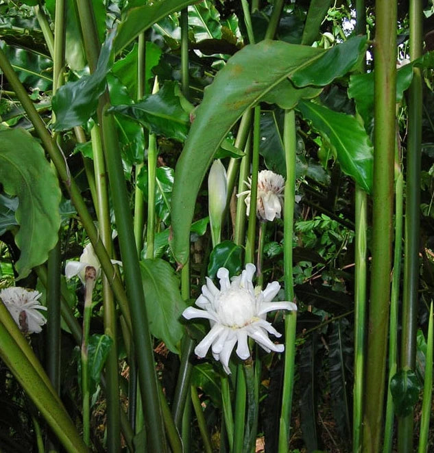 where to buy white ginger lily White Torch Ginger Plants - 2 Pack with Rhizomes - Etlingera Elatior - Ginger Lily