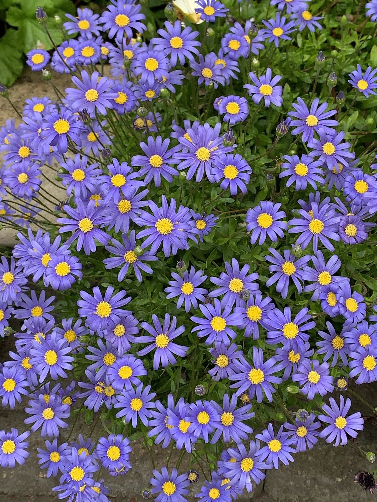Blue Daisy Plants 3 Inch Pot, Perennials, 5 to 6 Plants, 6 to 8 Inches Height, African Daisy (Osteospermum)