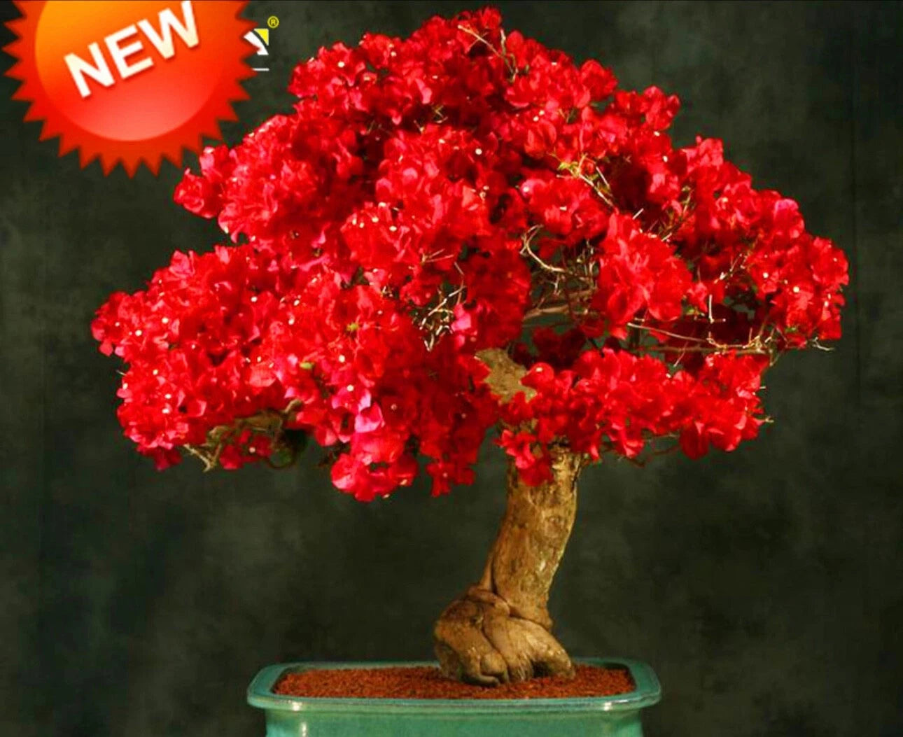 Bougainvillea Starter Plant - Spectabilis Red - Well Rooted Plug - Bougainvillea Spectabilis