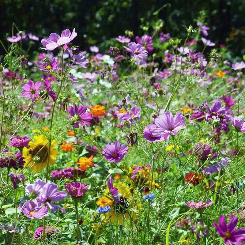 heirloom wildflower seeds Wildflower Seed Mix - Butterfly & Hummingbird Heirloom - Non-GMO - 1000+ Seeds