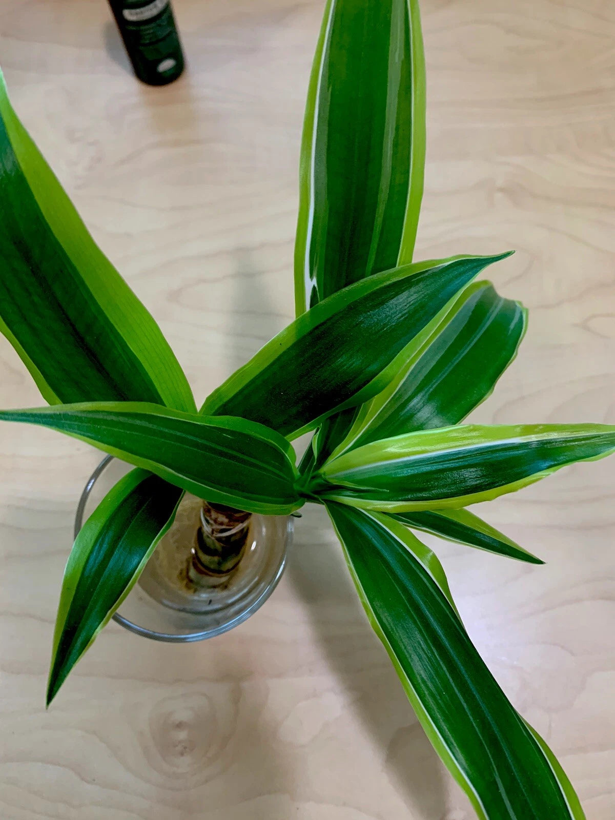 Dracaena Fragrans Corn Plant Houseplant, 8” Tall, Thick Stem, Fragrant –  Jayme Garden