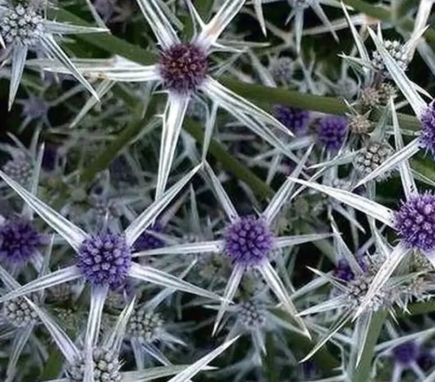 variegated plant seeds Eryngium variifolium Seeds - Variegated Moroccan Sea Holly - Perennial