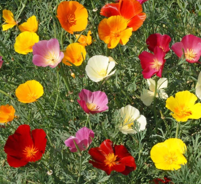 California Poppy Seeds Mix - Non-GMO 1000 Seeds - Wildflower Blend for Honey Bees - Eschscholzia californica