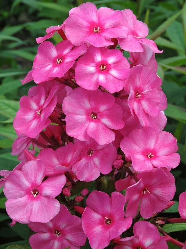 Bubblegum Pink Phlox Seeds - 100+ Pack for Garden Planting - Phlox paniculata - USA