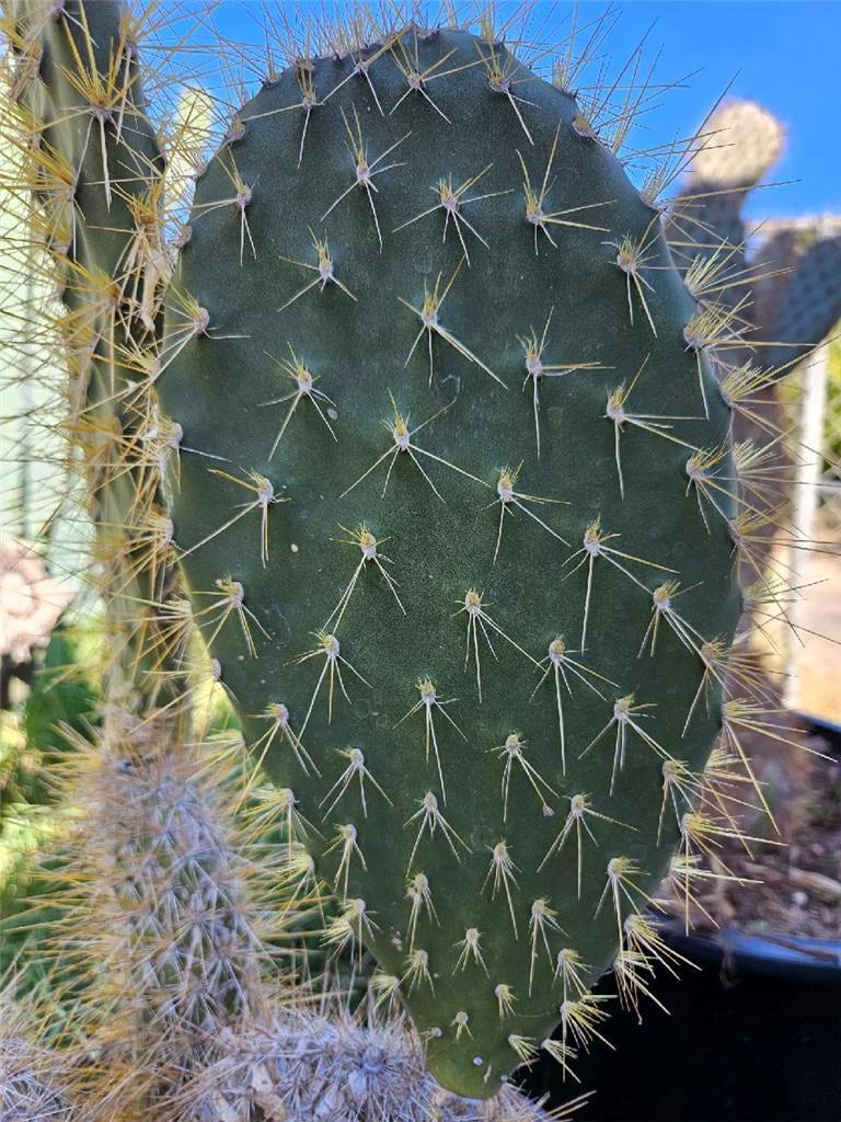 prickly pear cactus galapagos Opuntia Megasperma Var. Mesophytica Pad Cutting - Galapagos Prickly Pear  Cactus Cutting
