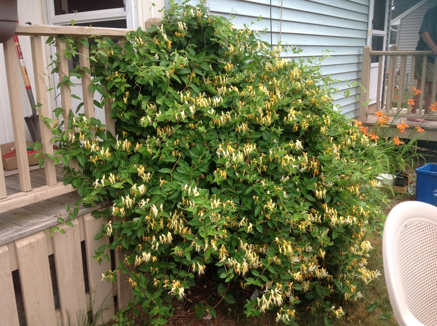 Honeysuckle Starter Plant - 5 Lonicera Plants - Fragrant Climbing Vine - Easy Care Perennial