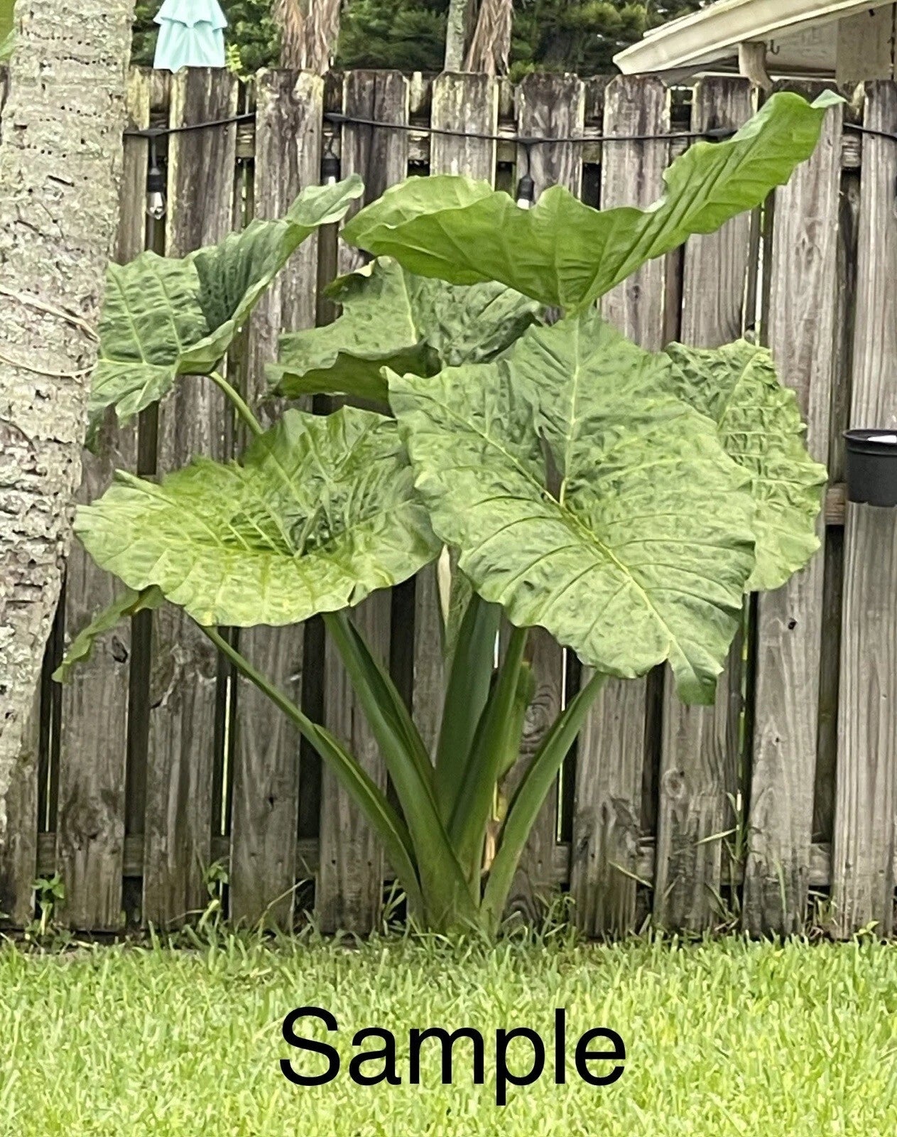 elephant ear taro plant Giant Taro Plant - 10 Bare Roots - Colocasia Elephant Ear - Ready to Plant