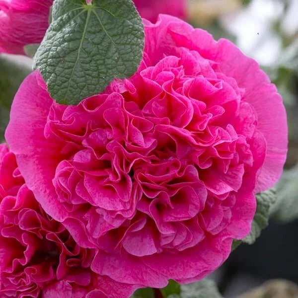 25 Double Bright Pink Hollyhock Seeds - Perennial Flower Seeds (Alcea rosea) - USA Seller