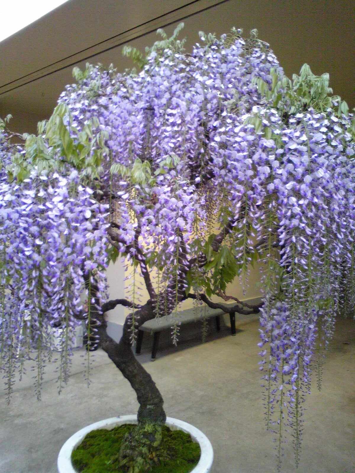 Chinese Wisteria Seeds - Fast Growing Flowering Vine - Cold Hardy Bonsai - Wisteria sinensis