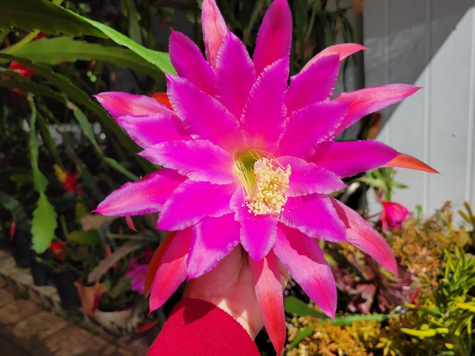 Epiphyllum Cuttings - 8-10 Inch Unrooted Chanteuse Variety