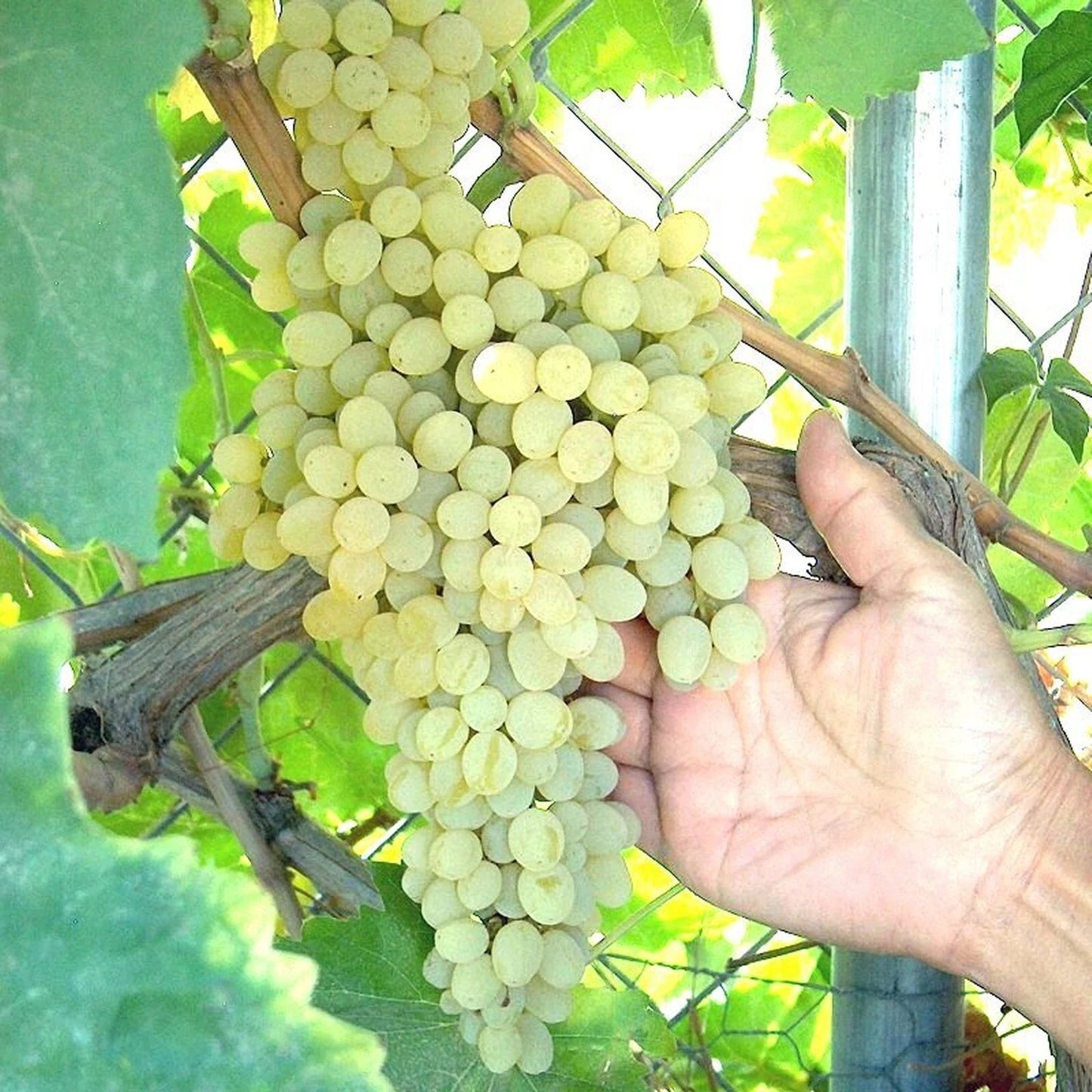 Thompson Grape Vine Cuttings - Green Seedless Table Grapes - Perfect for Raisin Making - Vitis vinifera