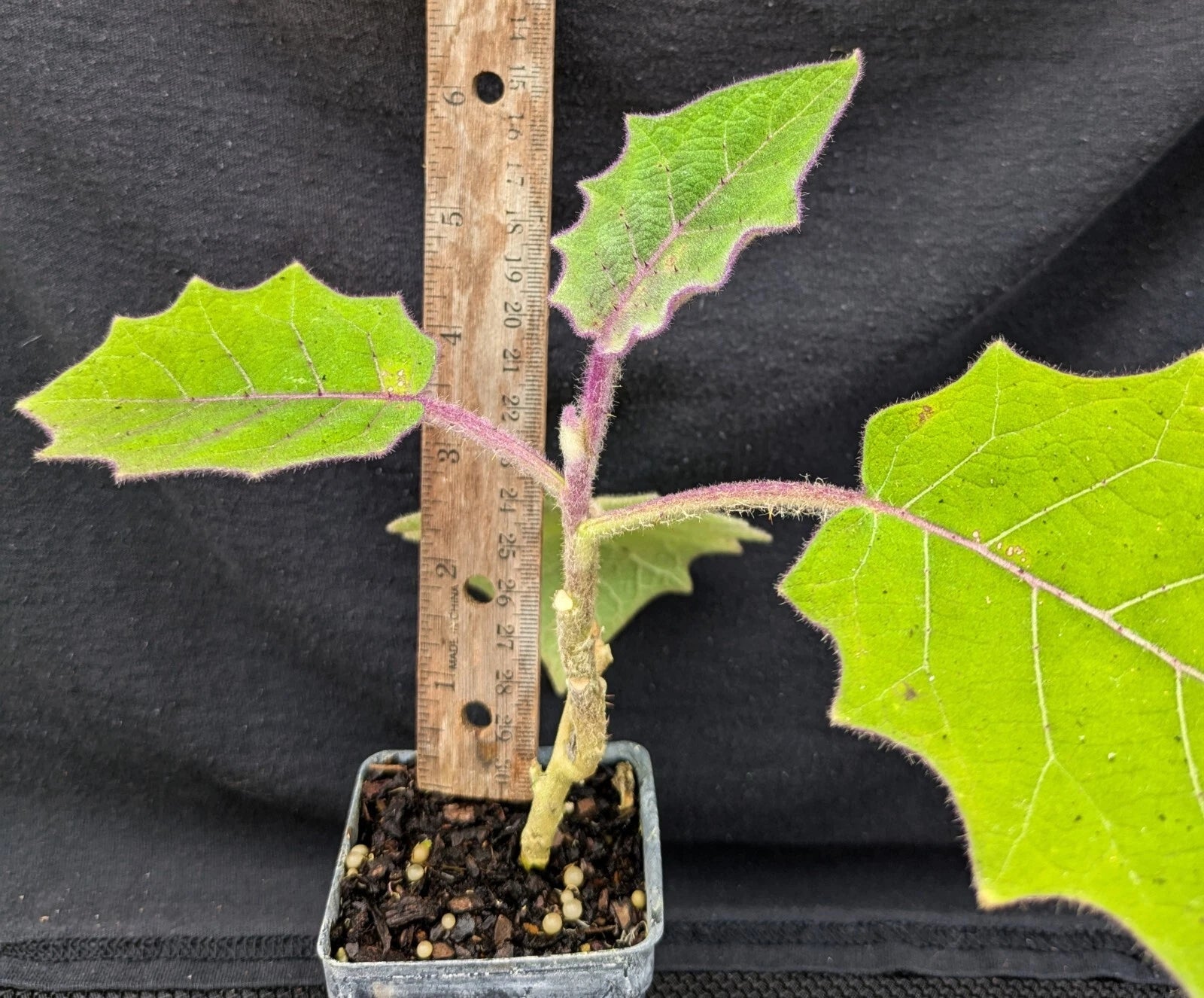Naranjilla Live Plant - Solanum quitoense - Tropical Fruit Plant