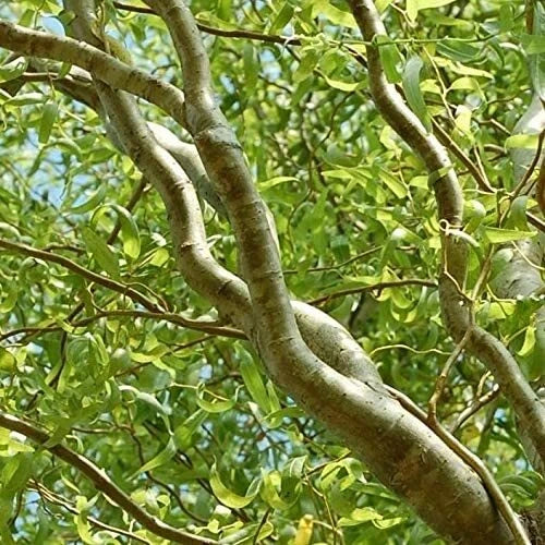 Green Curly Willow Trees (Salix matsudana) - 4 Fast Growing Exotic Plants for Bonsai - Ideal for Gardens or Landscapes