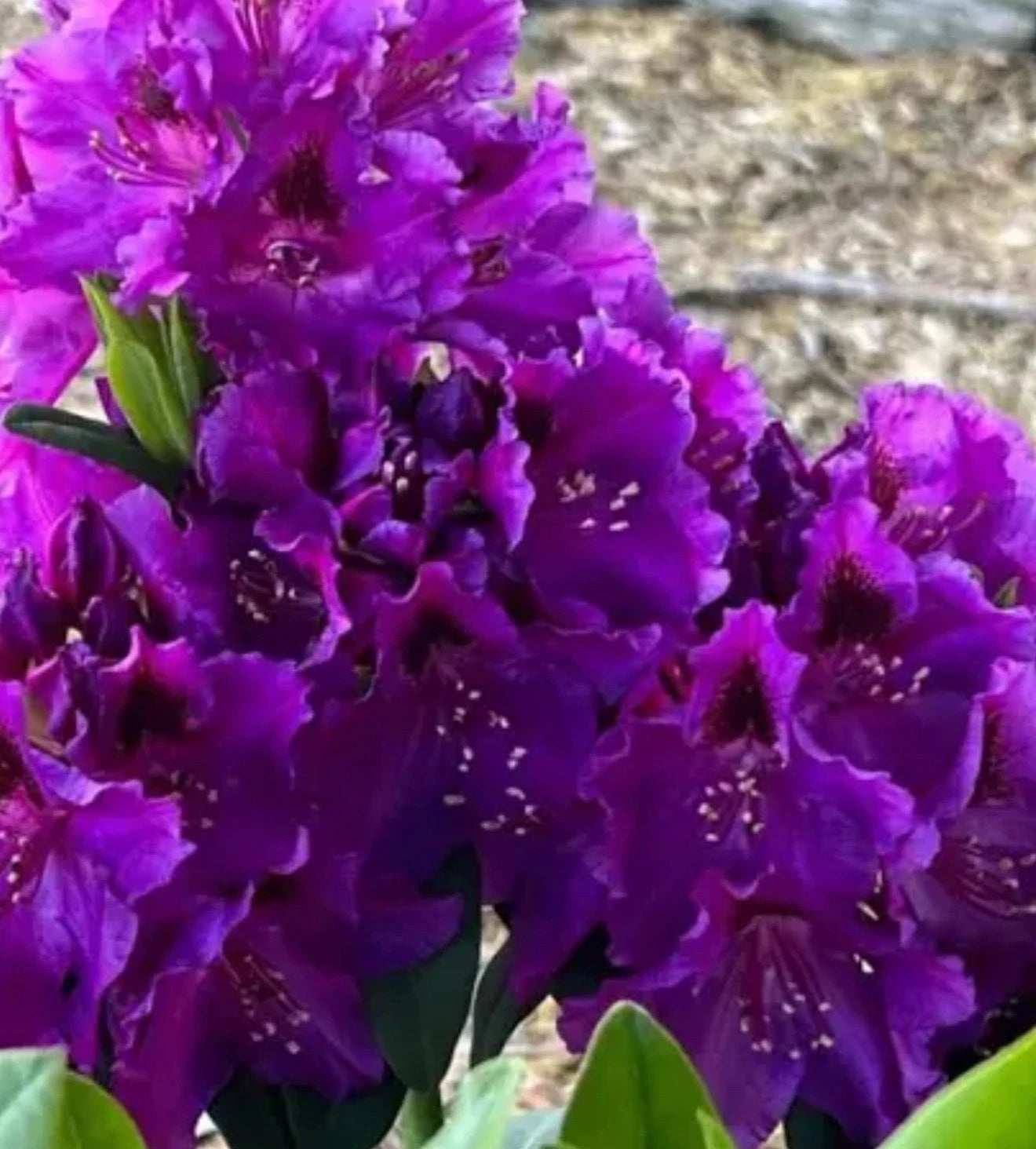 Rhododendron Starter Plant - Florence Parks