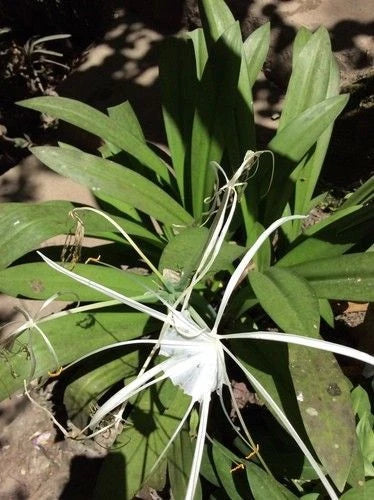 6 Live Rooted Ghost Lily Plants - Rare Species - Hymenocallis - 10-12" Tall - Wild South Alabama Native