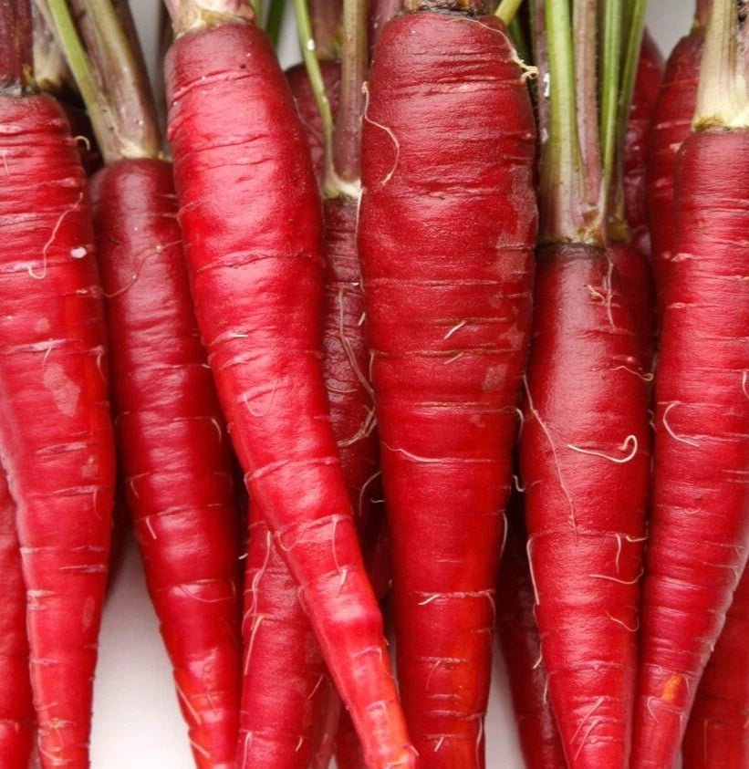 Red Carrot Seeds 500+ Atomic Variety Non-GMO Vegetable Garden Plants Daucus carota