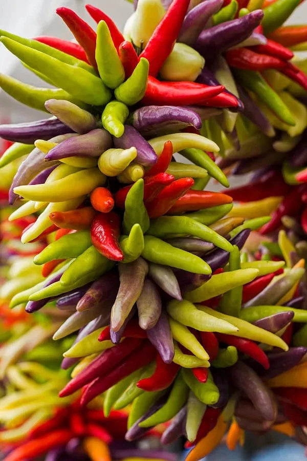 Cayenne Pepper Seeds - 200+ Count - Fiesta Blend - Heirloom Organic Non-GMO - Spicy Gardening Seeds