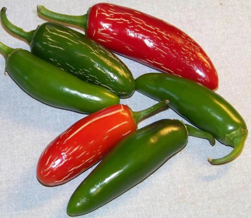 Jalapeno Hot Pepper Seeds - 100 Seeds - Capsicum annuum - GroCo USA - Free Shipping on 15 Items