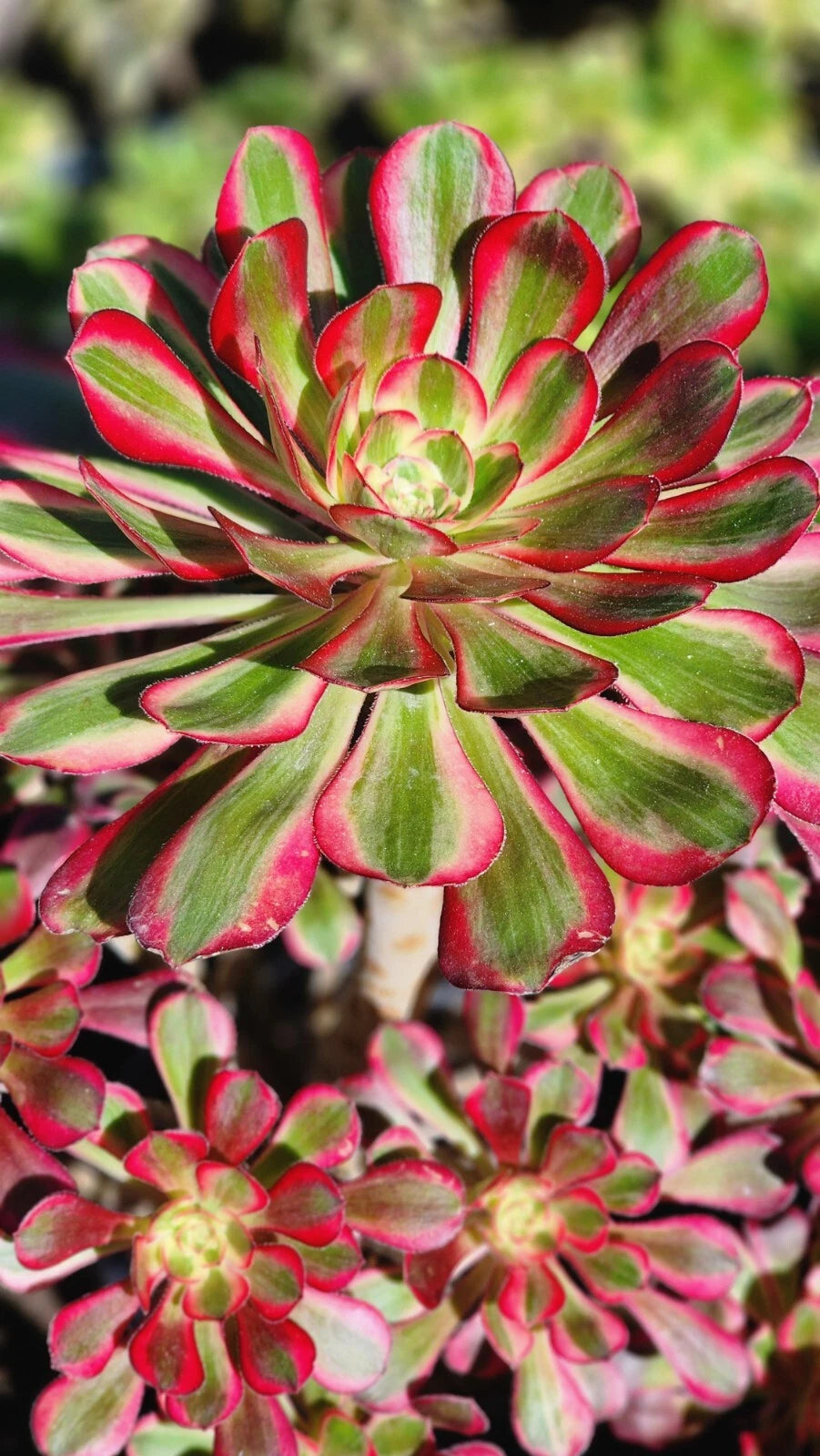 Aeonium Chanel Cutting - 2.5 Inch Succulent Plant - Green Rosette Variety - Ideal for Gardens and Indoor Decor