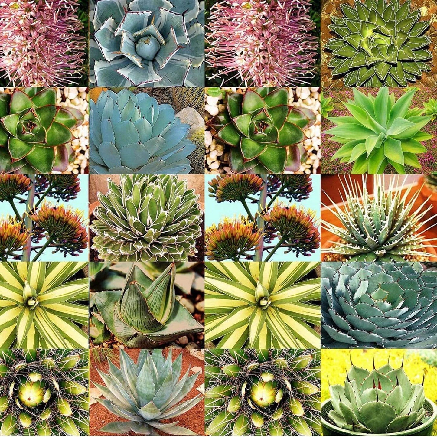 Agave Species Seed Mix - 10 Seeds - Mixed Varieties for Planting - Agave spp.