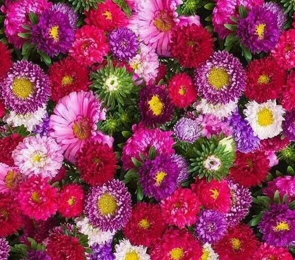 Aster Powder Puff Mix Seeds 300+ Annual Mixed Colors Pink Purple Aster spp.
