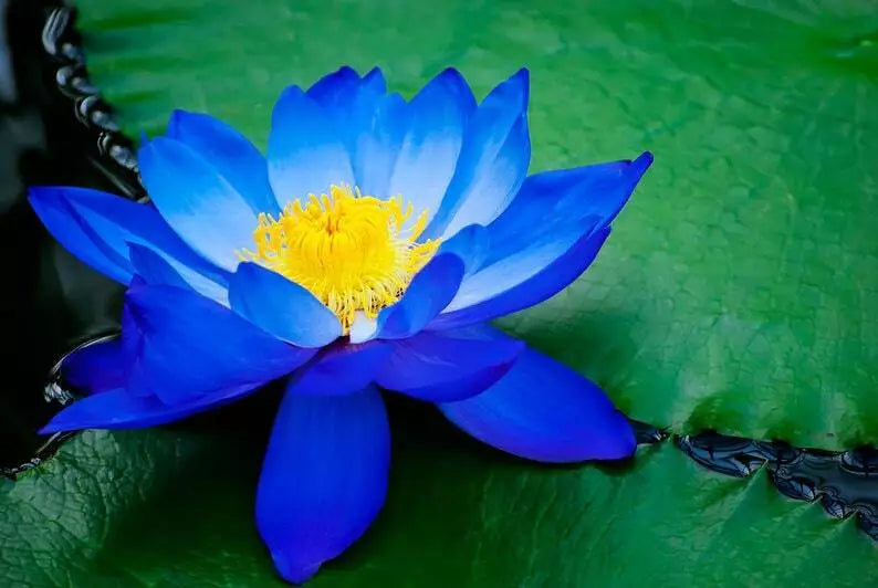 Bright Blue Lotus Seeds - 5 Pack - Nelumbo nucifera - Hardy Tropical Flowering Blooms