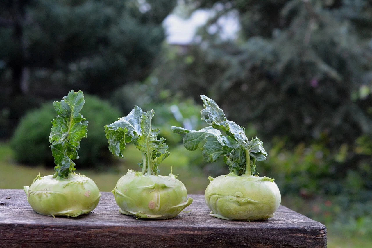 Kohlrabi Cabbage Seeds - 500+ Pack - Vegetable Garden Seeds - Brassica oleracea - USA Grown - Free Shipping