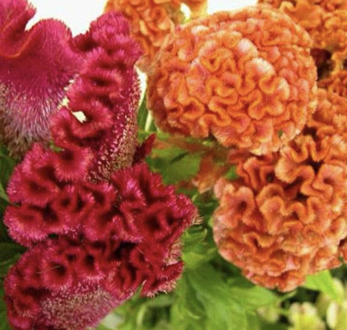 200+ Celosia Seeds, Cockscomb Variety, Buy 2 Get 1 Free, Celosia Cristata