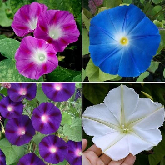 Morning Glory Seeds - TOP O' THE MORNING Mix - Tall Vine, Hummingbird Attracting, Non-GMO - 100 Seeds