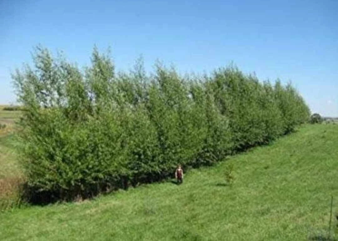 Austree Hybrid Willow Tree Cuttings - Fast Growing Privacy Hedge - 10 Cuttings - Salix x sepulcralis