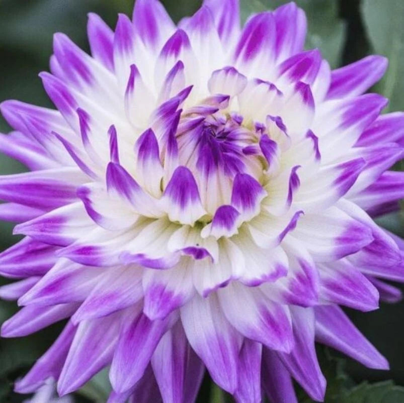 rare dahlia seeds Dahlia Flower Seeds - 20PCS Rare Perennial Seeds for Garden - Beautiful  Colorful Blooms