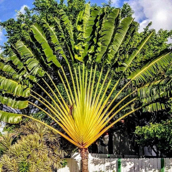 ravenea plant indoor Traveler Palm Live Plants - 10-Pack - Ravenea rivularis